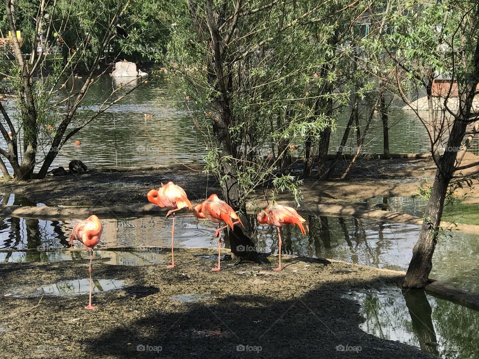 Pink flamingos