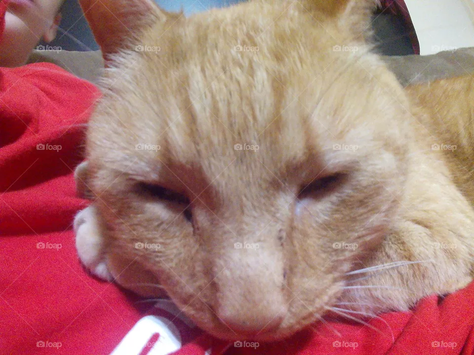 leo