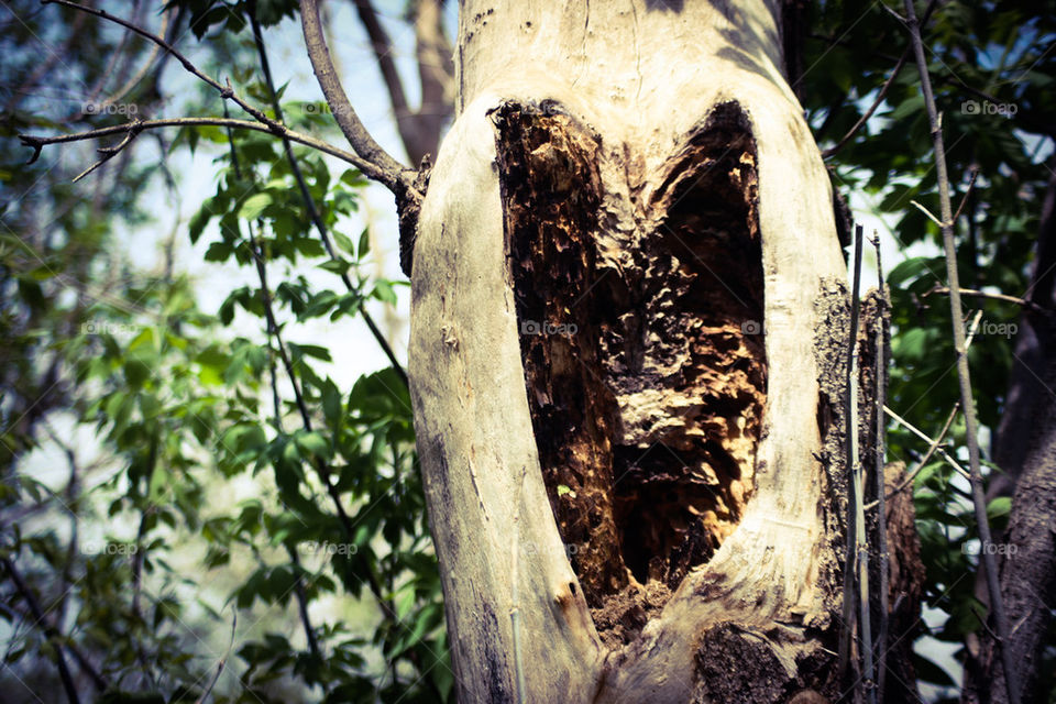 Tree heart 