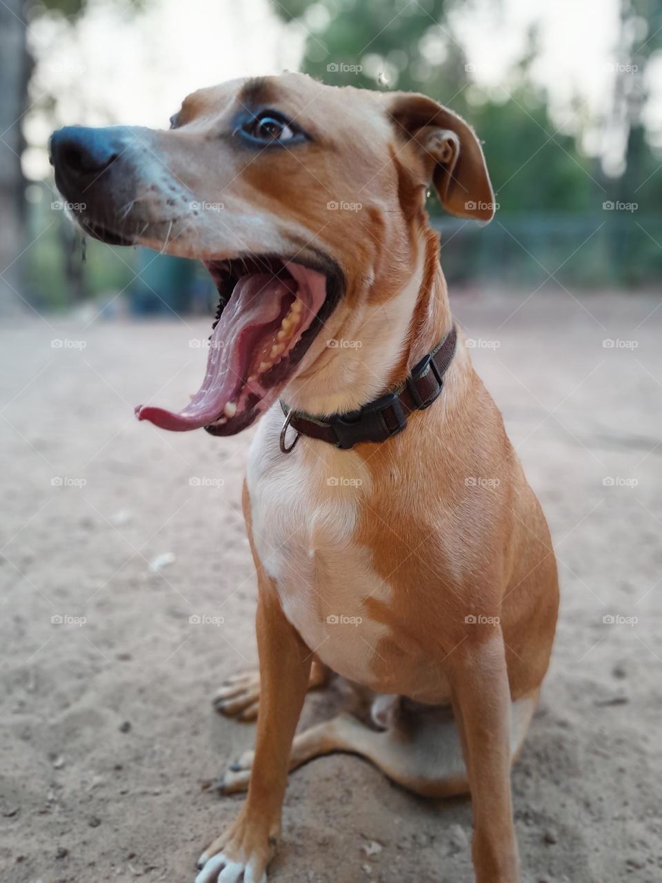 an overexcited lifeforms, yawning at the wait for his delicious meaty dinner, outside in the dusky sunset of summer.