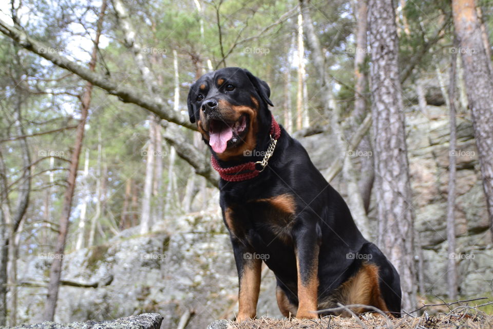 Rottweiler in forest