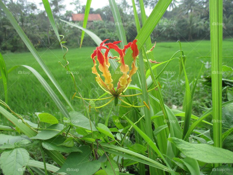 Beautiful flowers grow wild on the edge of the rice fields