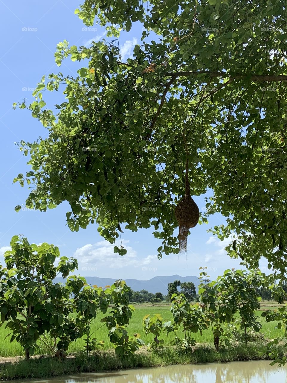 The stories of the nature, countryside (Thailand)