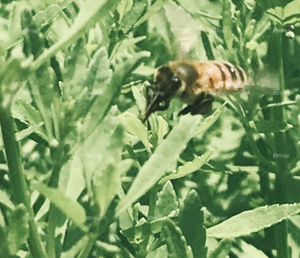 A bee buzzing around plants in the woods of South Georgia. 