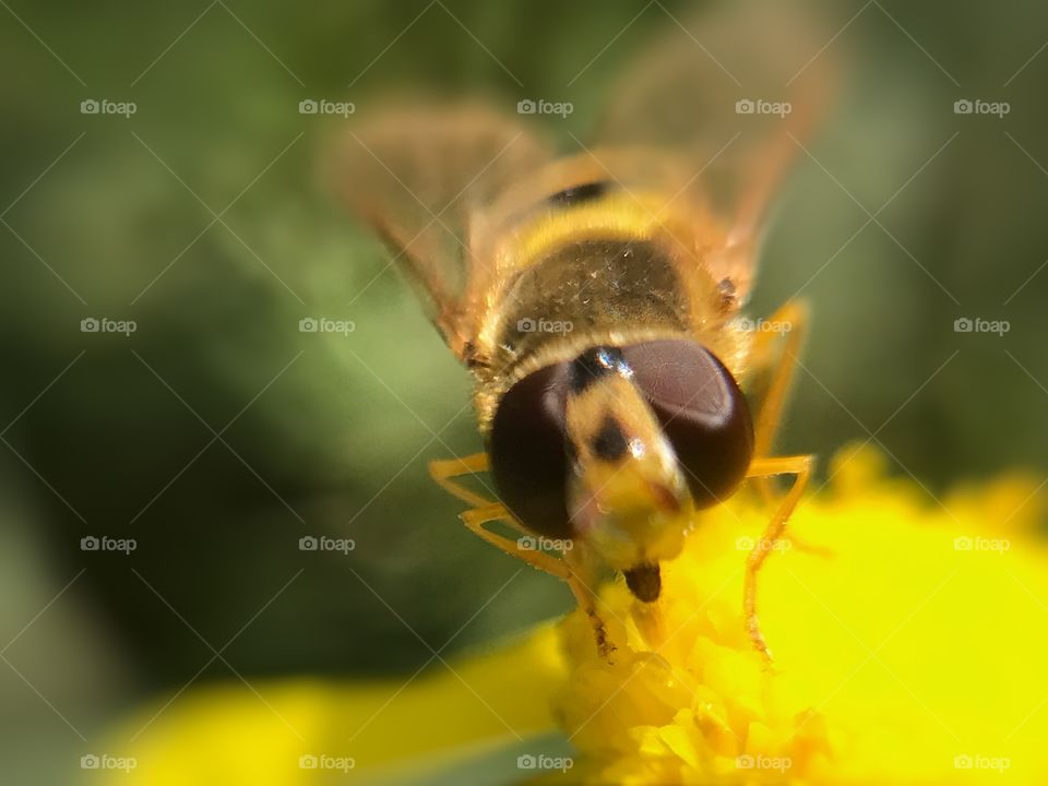 A nice bee | Photo with iPhone 7 + Macro lens. 🇫🇷