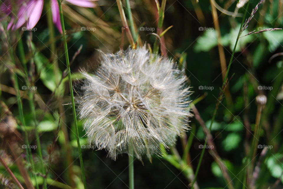malmö flower blomma by micke71xxx