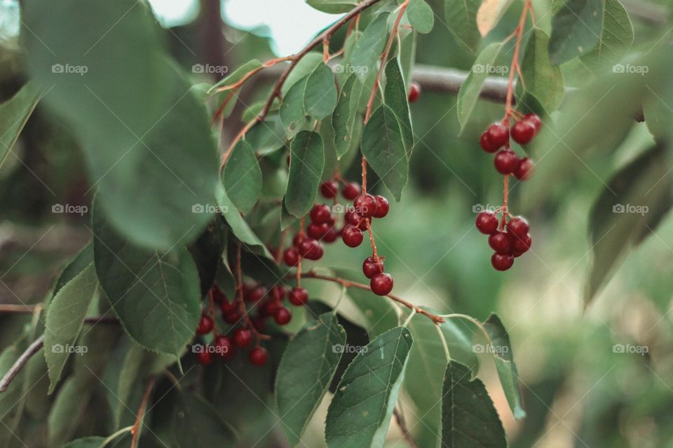 bird cherry