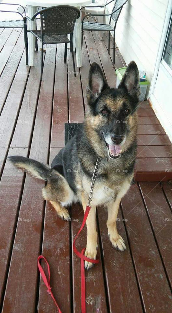 german shepherd deck pretty obedience