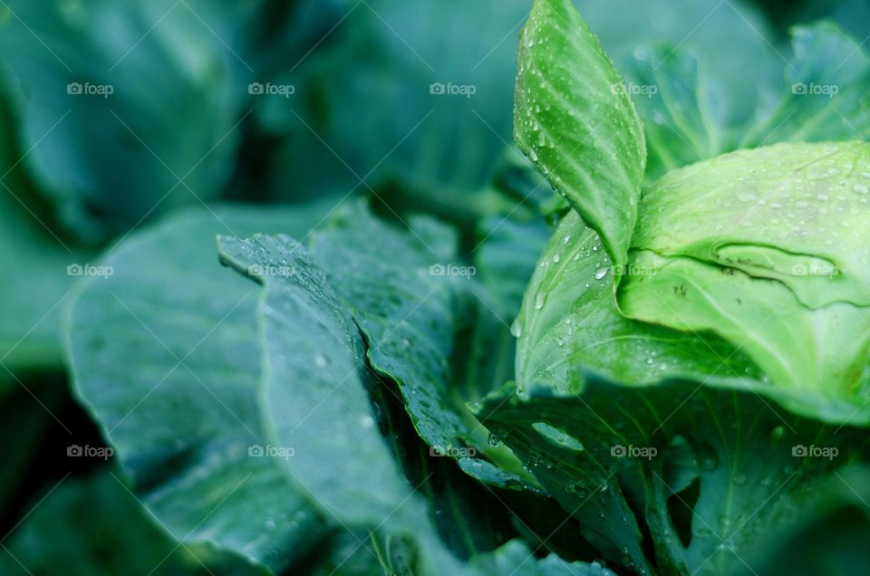 Top view of green cabbage lief close up.  Autumn harvest