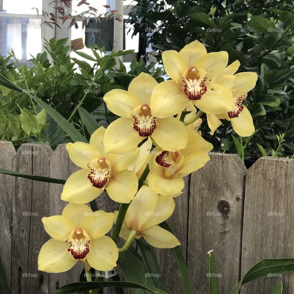 Phenomenal Butter yellow orchids 