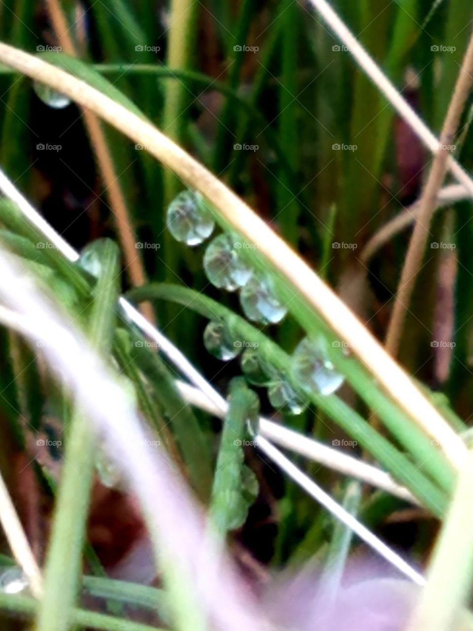 raindrops on plants