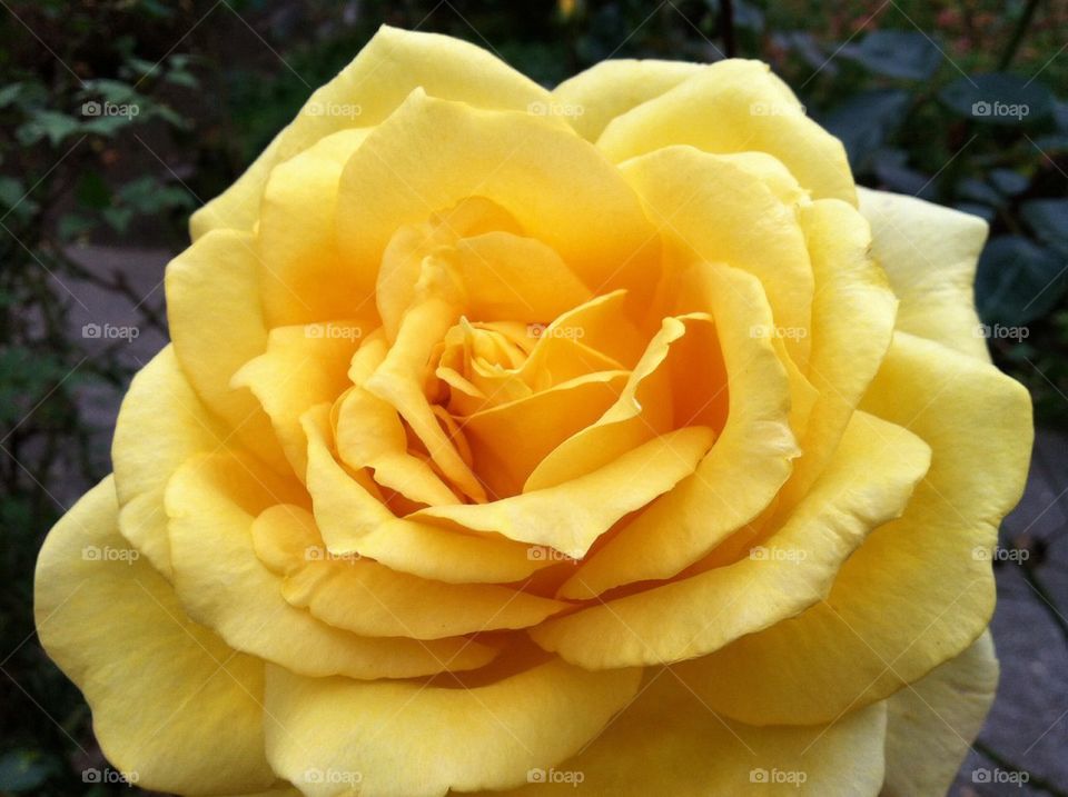 Yellow rose