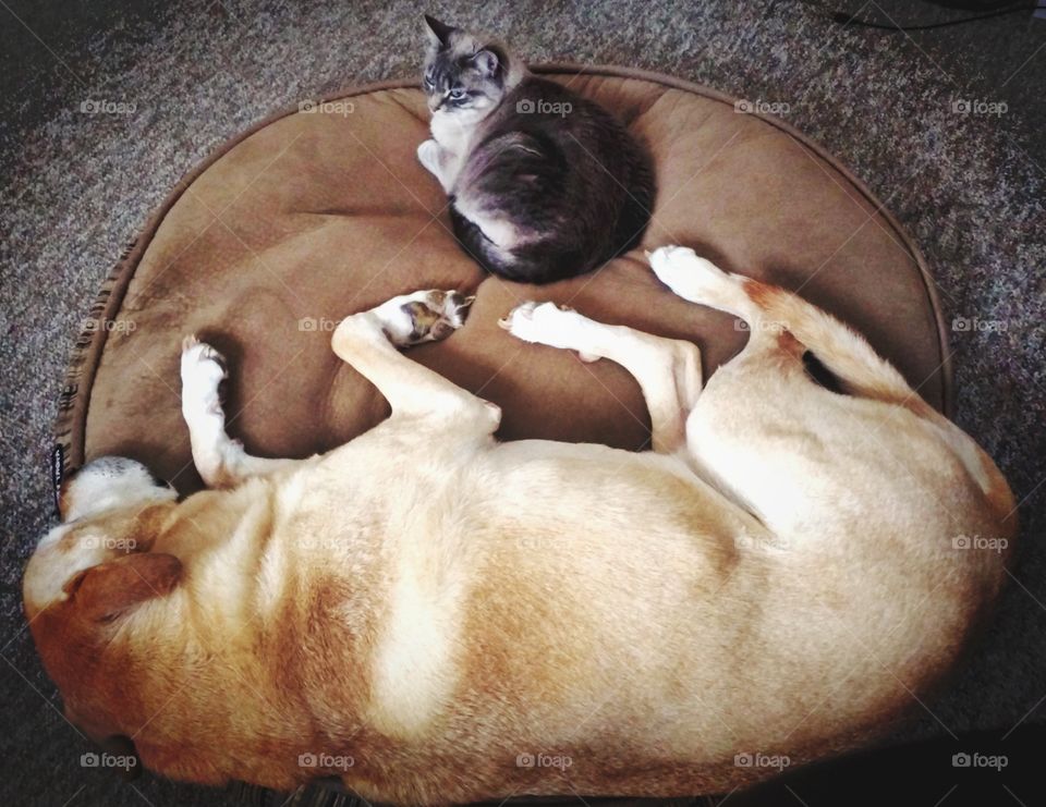 Charlie Dog and Sunshine Cat sharing the Costco dog bed