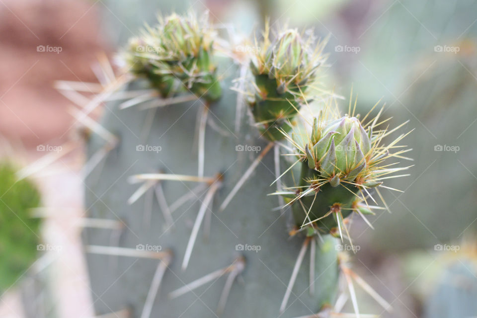 Close-up of a cactus