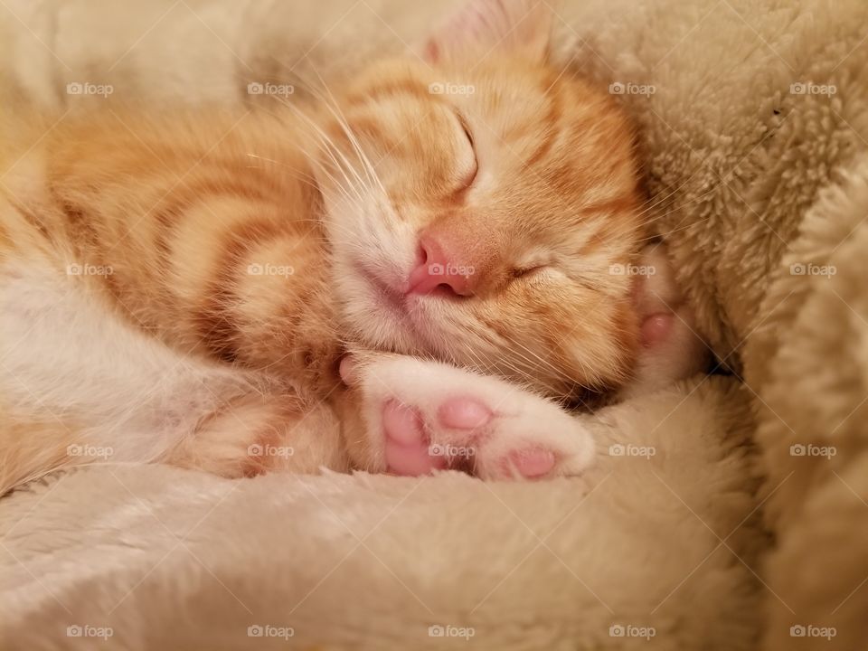Precious Ginger Kitten taking a nap.