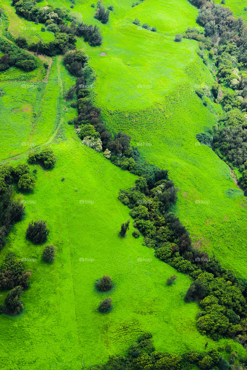 Green landscape 