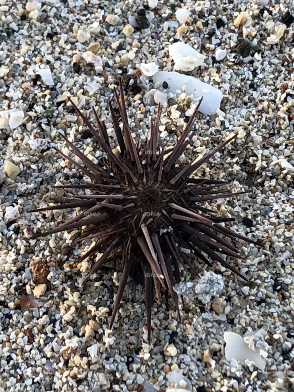 Sea Urchin! Watch out 😳
