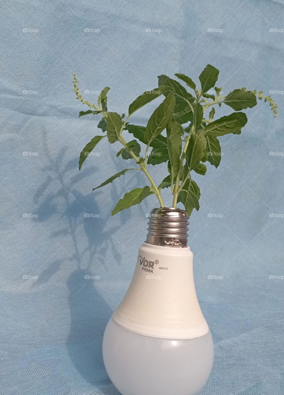 Basil in a lamp vase