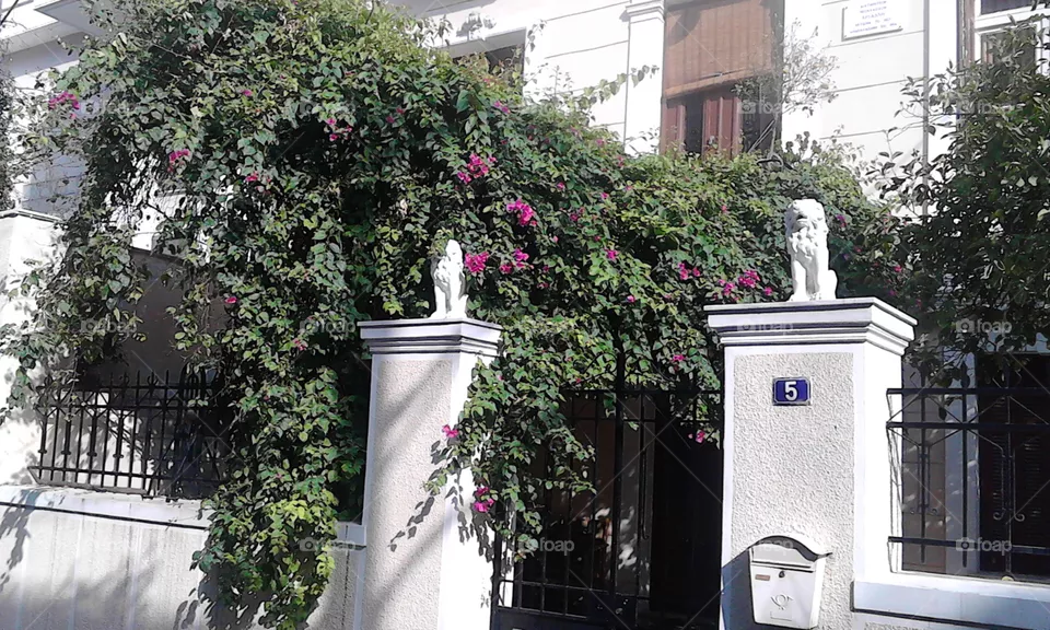 garden