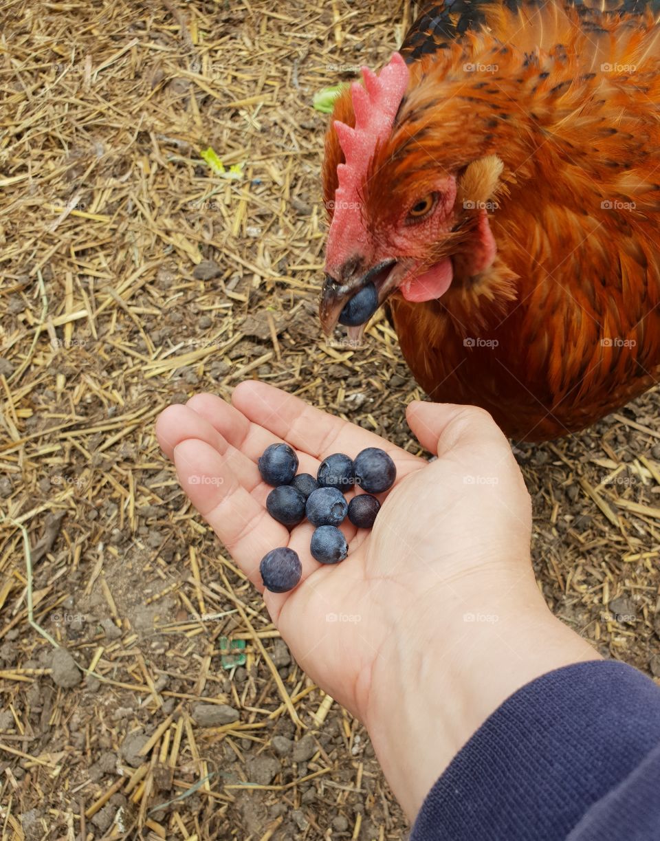 chicken eating blueberries