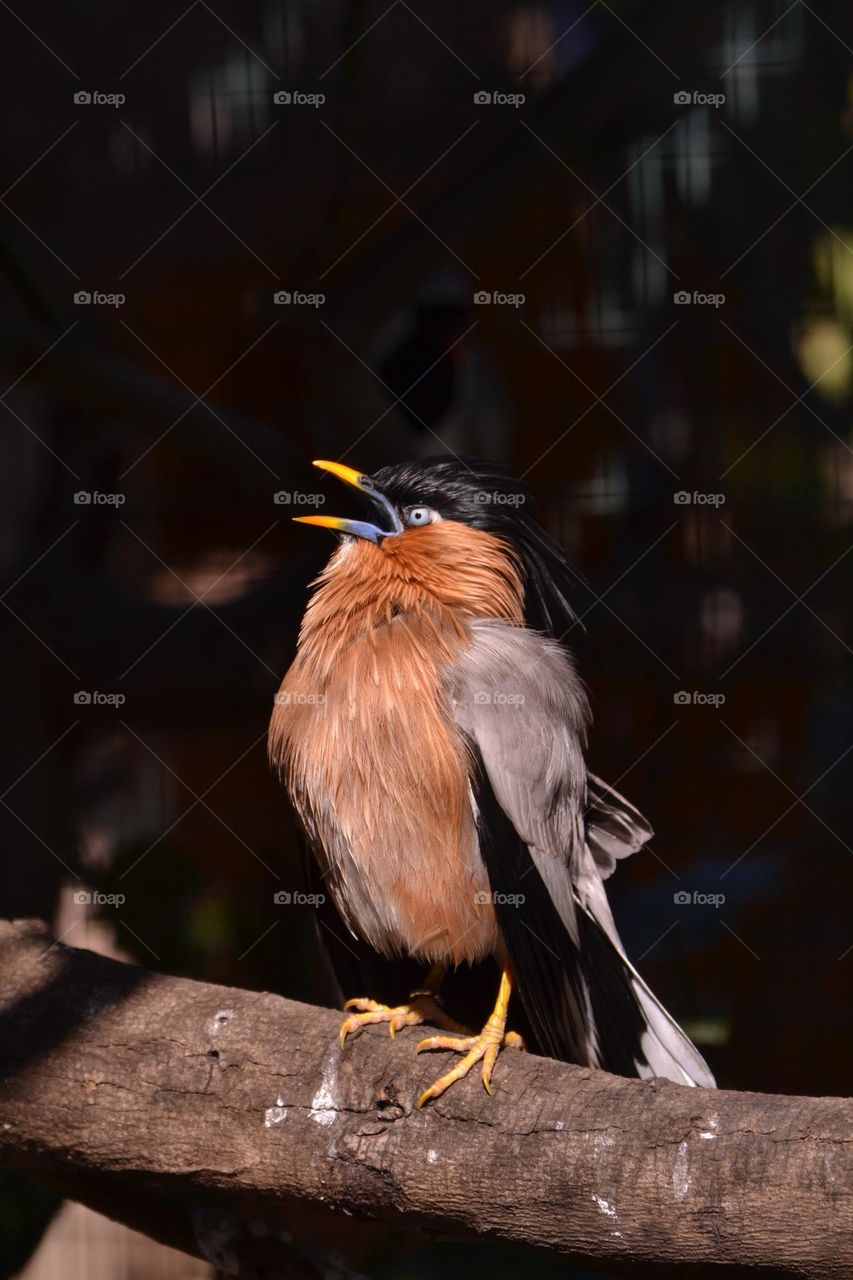 Brahminy starling
