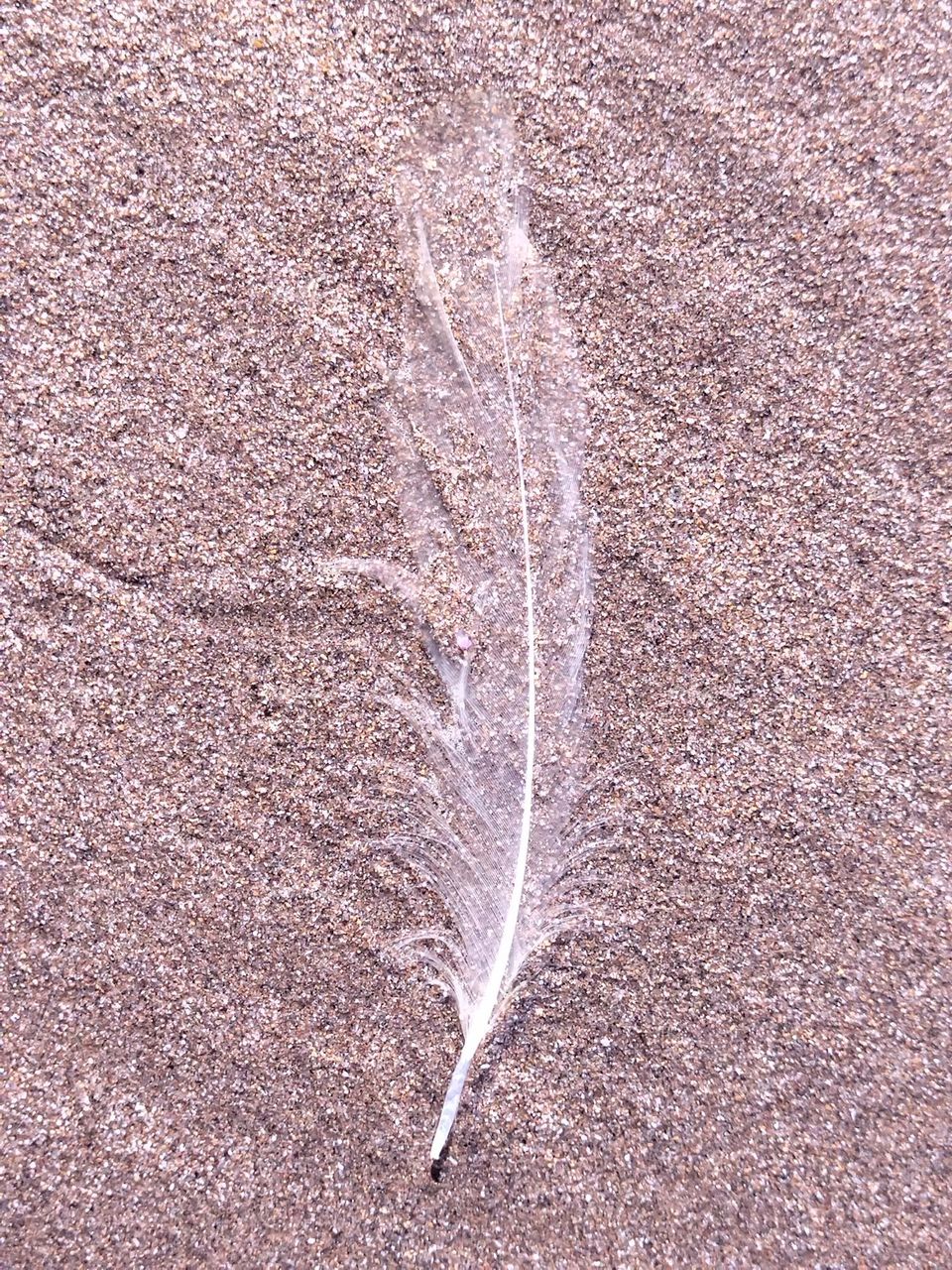 Wet feather in the sand beach