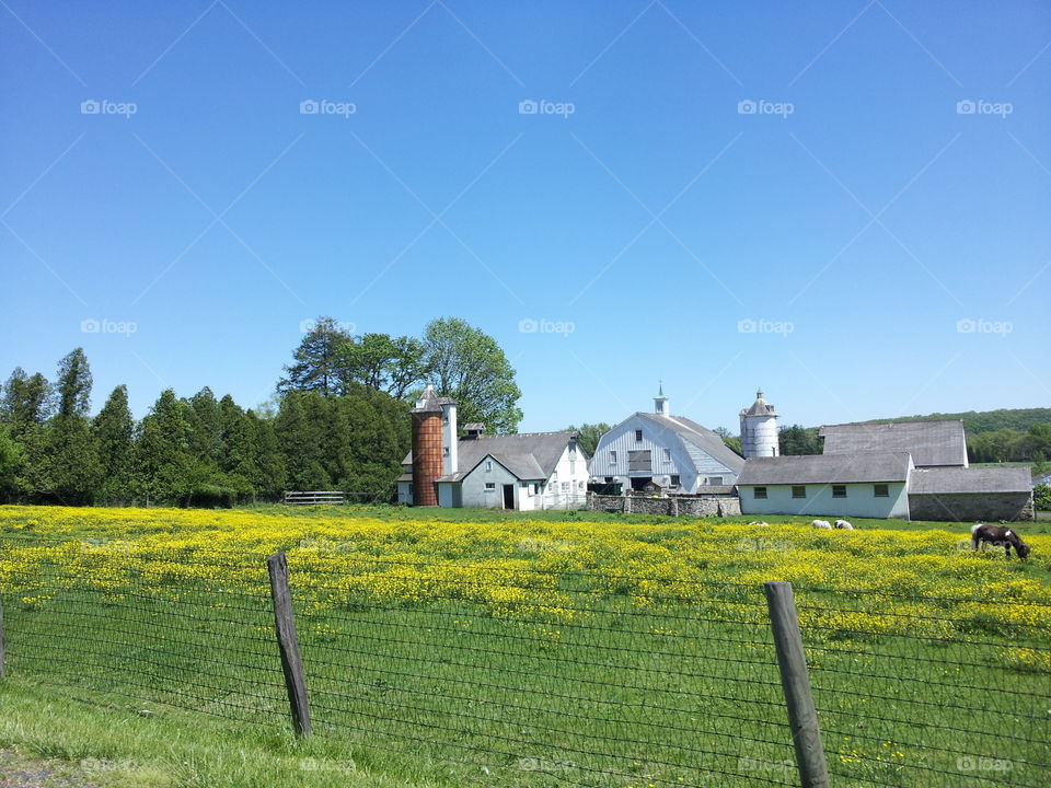 Bucks County Farm