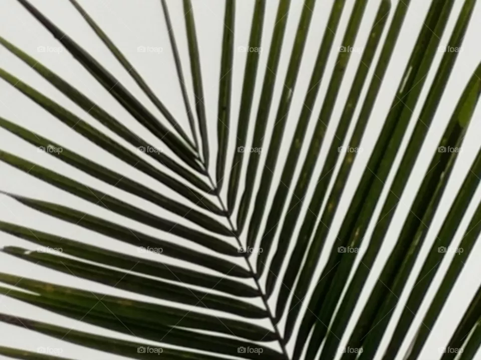 coconut tree