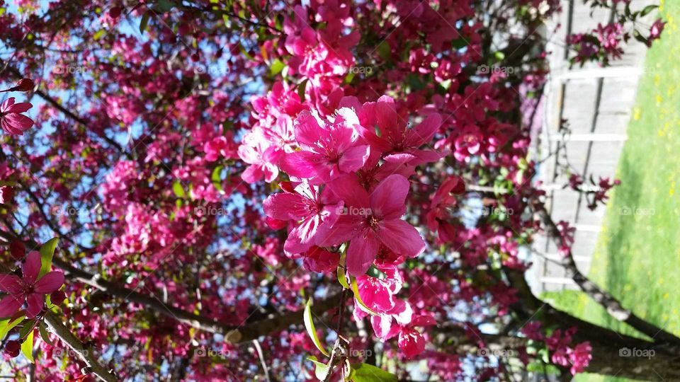 crabapple tree blossom