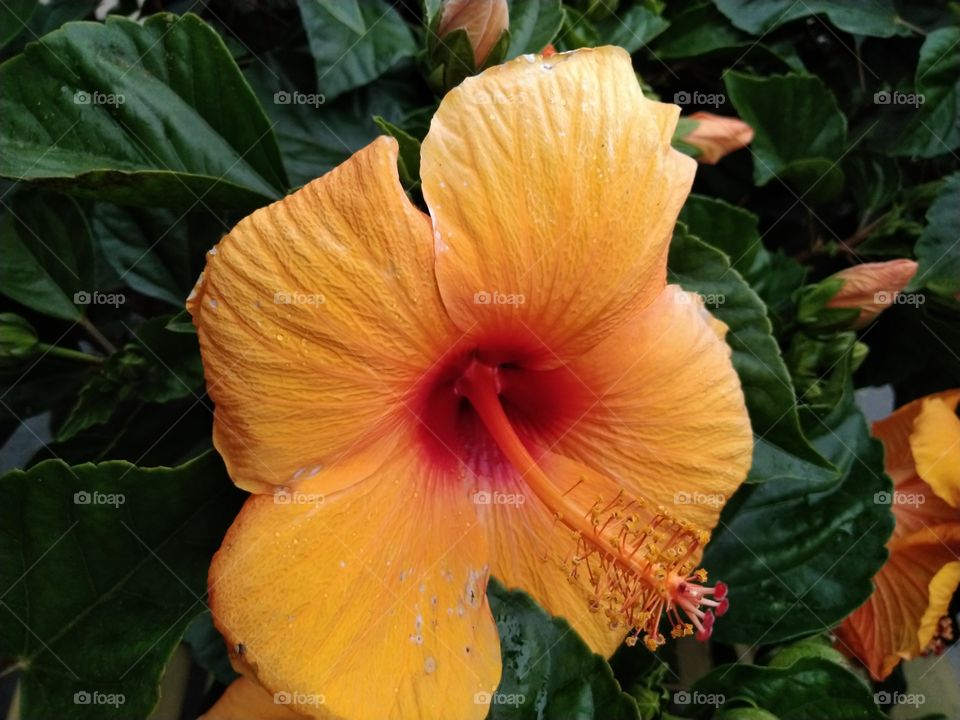 Hawaii Connecticut flower