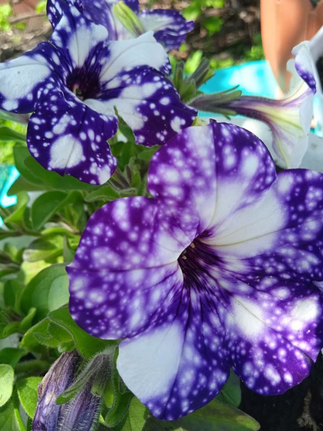 Cosmic flower