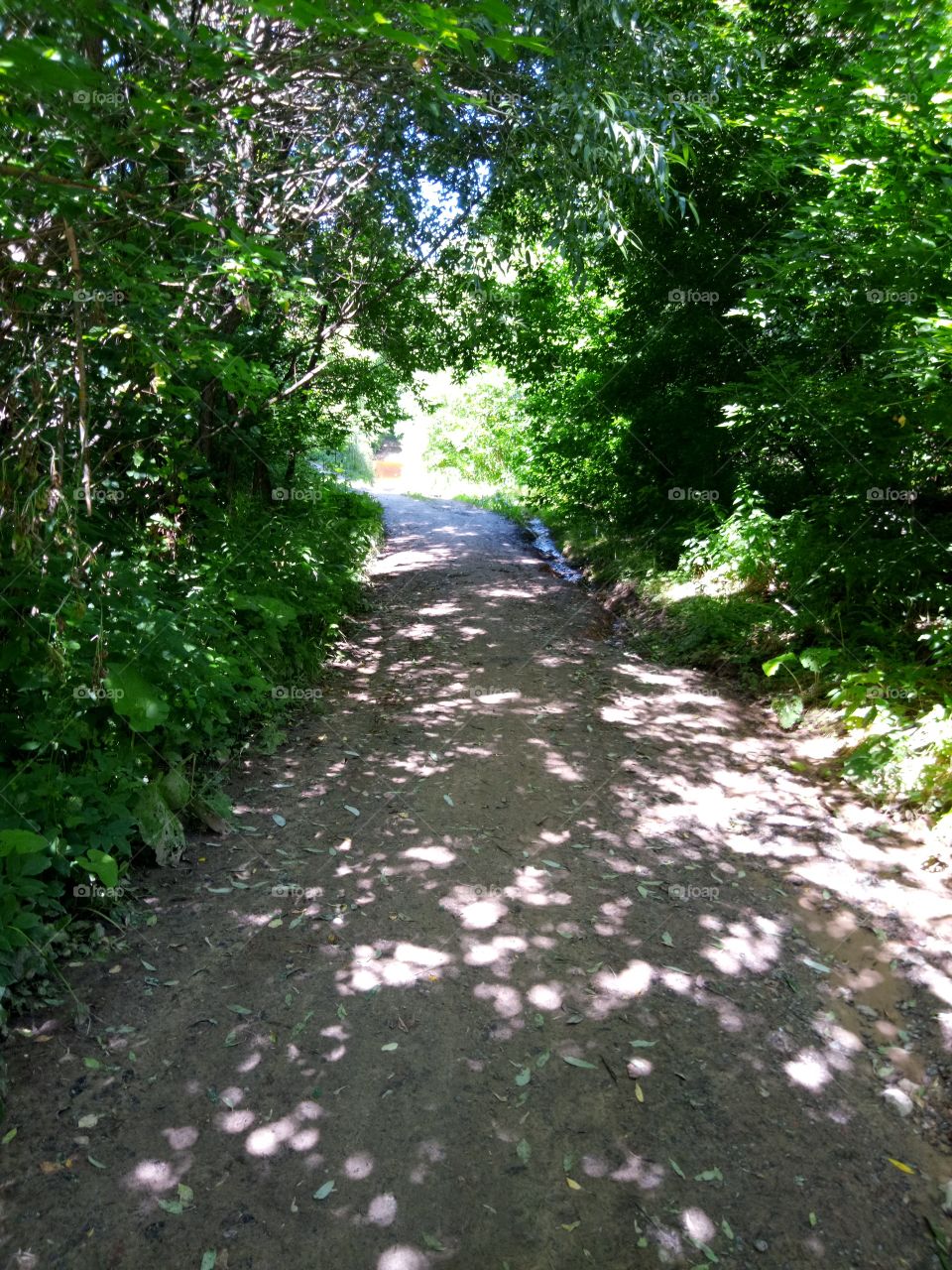 дорога в лесу