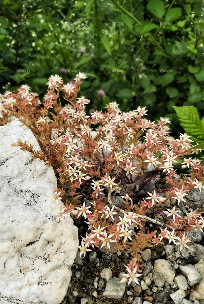 Puterea uimitoare a naturii.