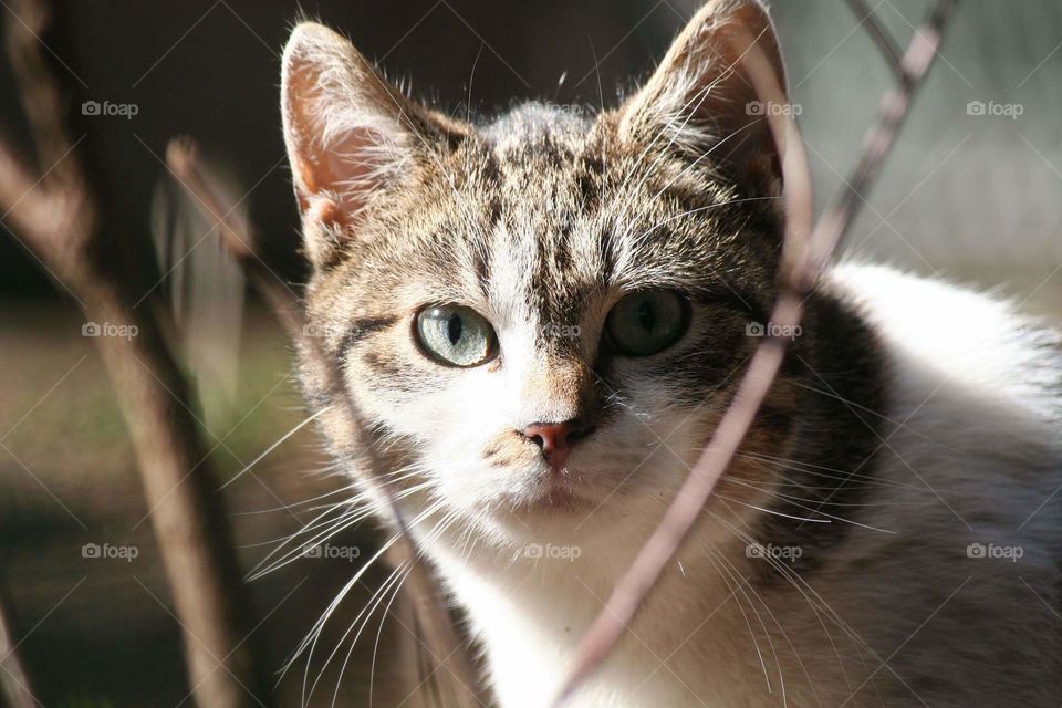 Beautiful grey eyes are looking at you from the shadows. Who wouldn't want to pet this adorable cat?