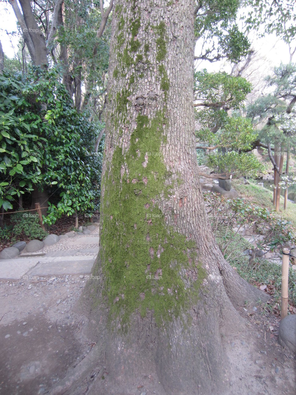 Tree, Nature, Wood, No Person, Leaf