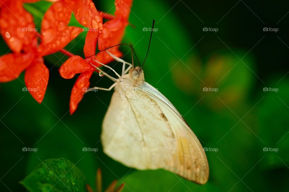 White butterfly on flower, butterfly sanctuary in the Caribbean, saving butterflies on the island, macro shots in nature 