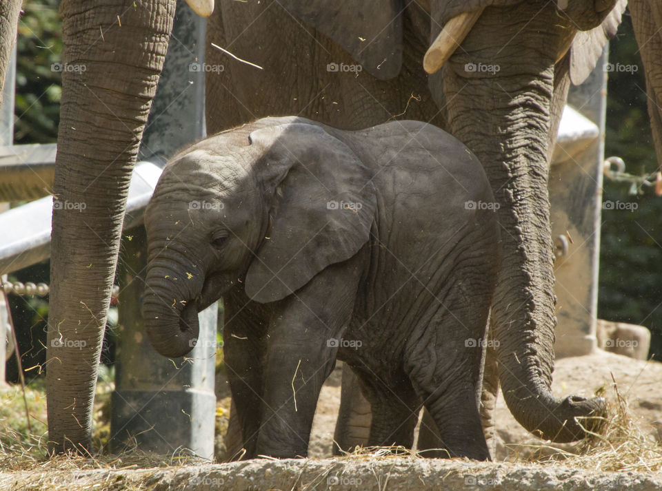 Little elephant baby is exploring the world