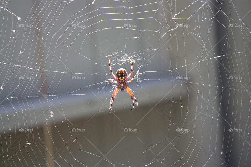 The spider got a lot bigger 😬