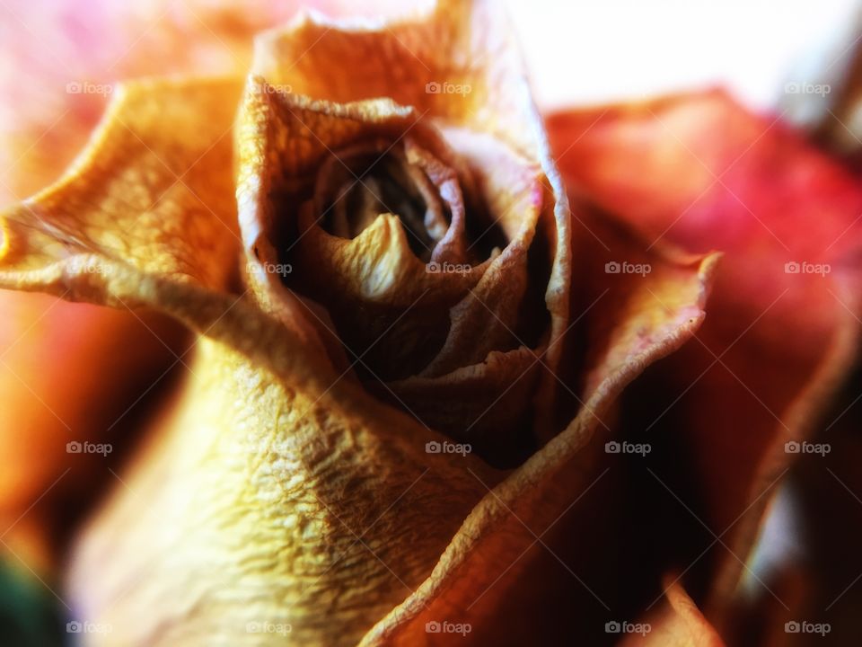 Macro close-up of dried rose head 