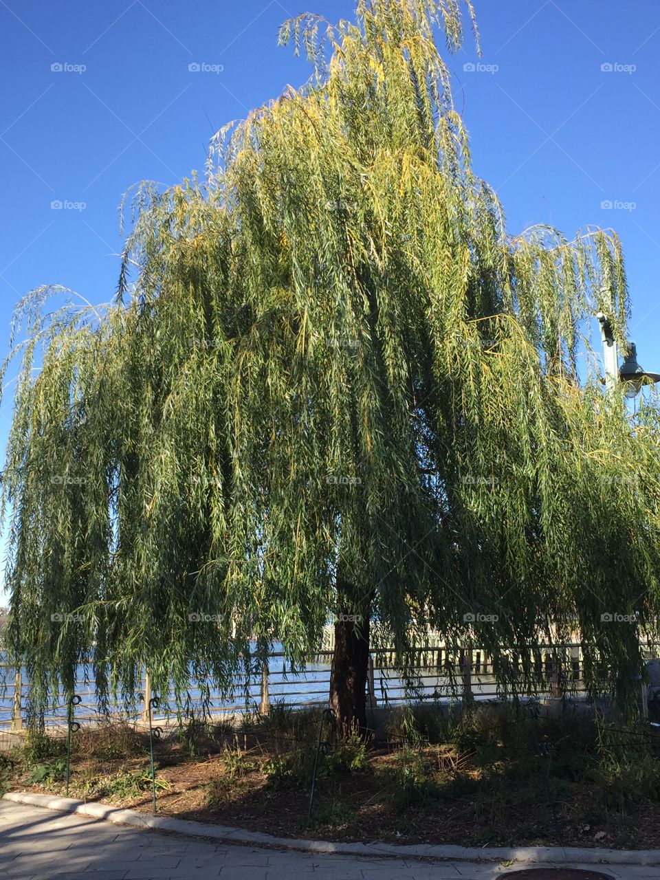 Weeping willow NYC 