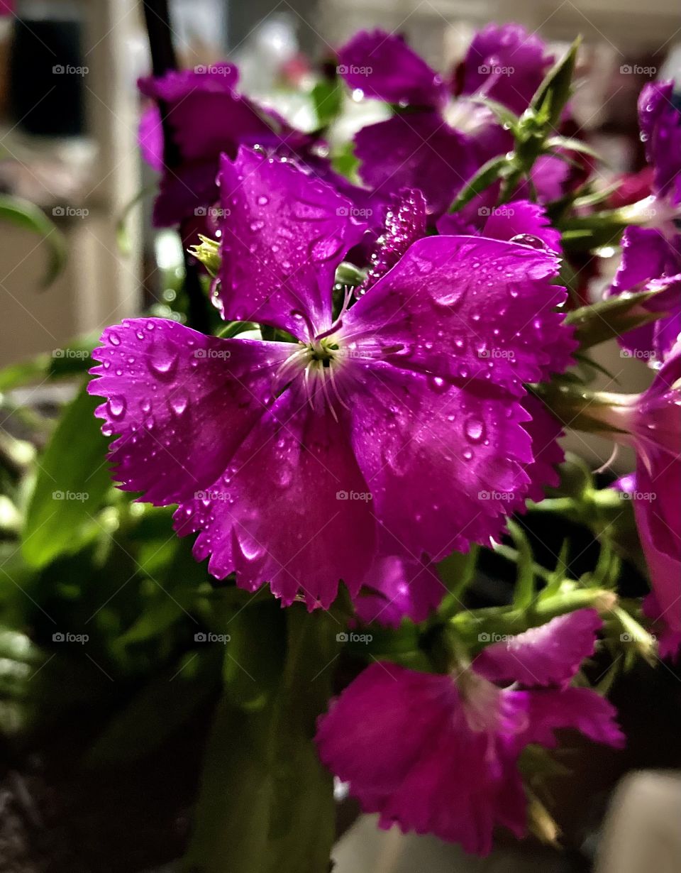 CRAVINA - 🌹 🇺🇸 Very beautiful flowers to brighten our day.  Live nature and its beauty. Did you like the delicate petals? / 🇧🇷 Flores muito bonitas para alegrar nosso dia. Viva a natureza e sua beleza. Gostaram das pétalas delicadas? 