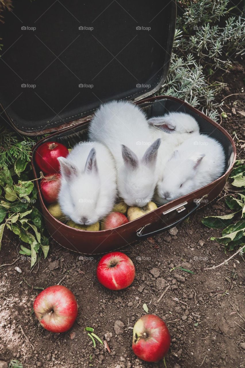 rabbits summer apple