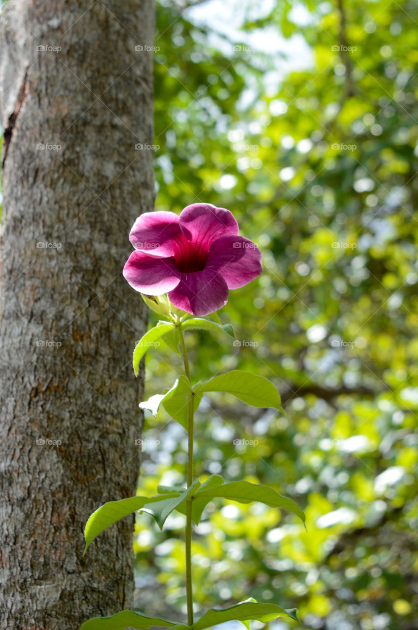 A beautiful photo of this flower taken by my nikon D3200