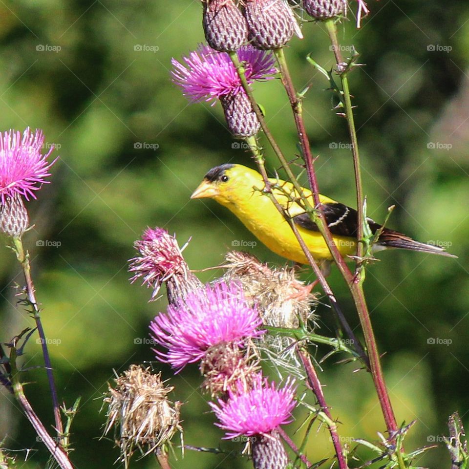 American Gold finch resting between bites of finch seed.
