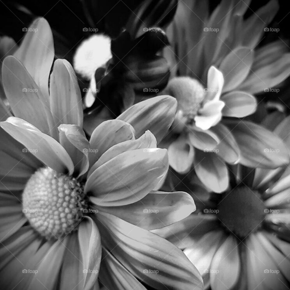 Flower, Monochrome, Nature, Petal, Garden