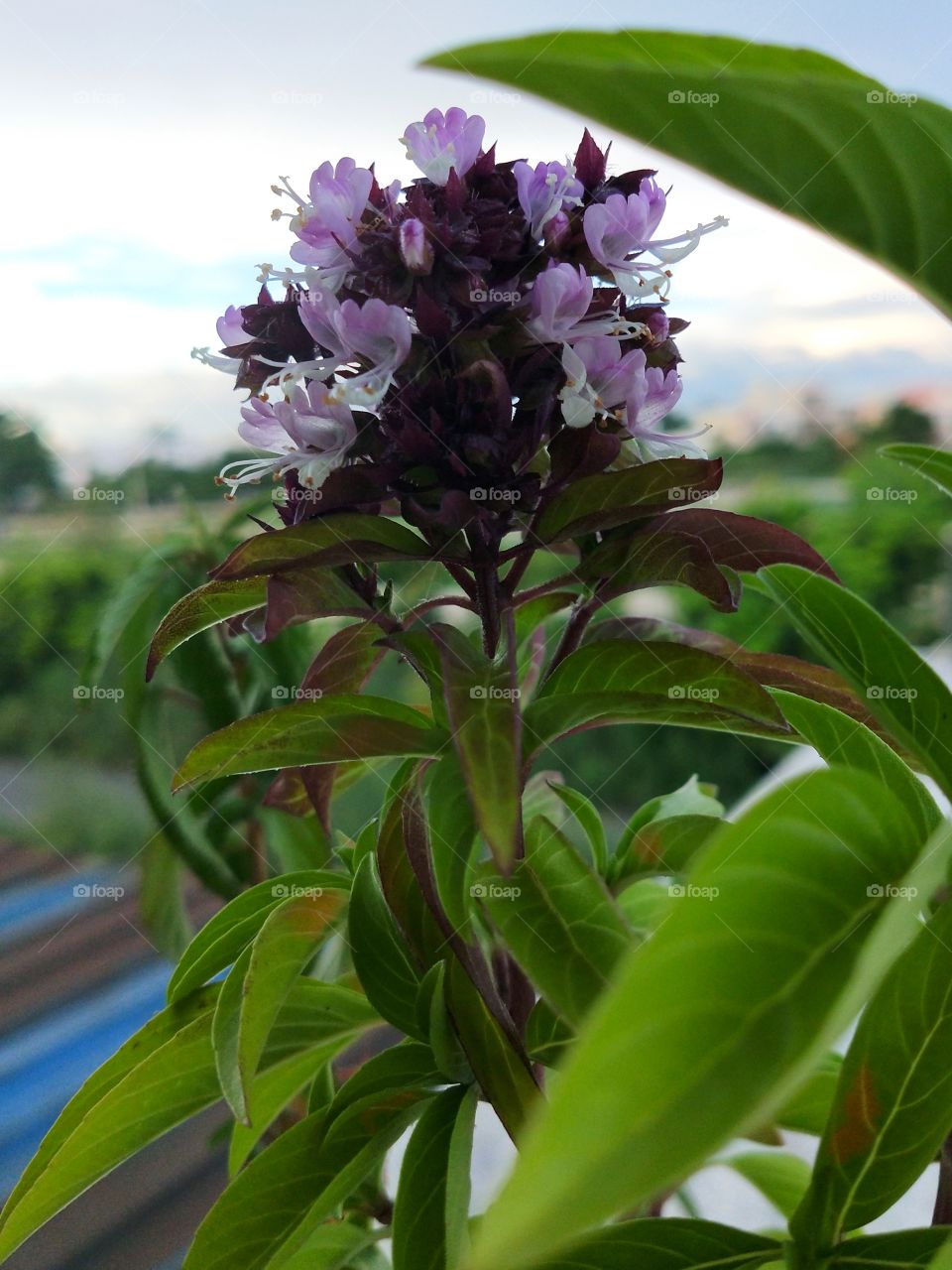 Marjoram is an aromatic herb in the mint family which originated in Egypt and Arabia. It has many uses with numerous health benefits.📸💚