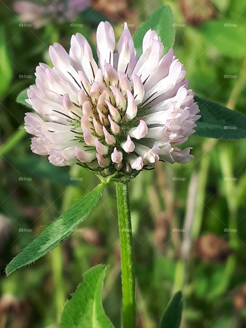 Cream Clover Flower