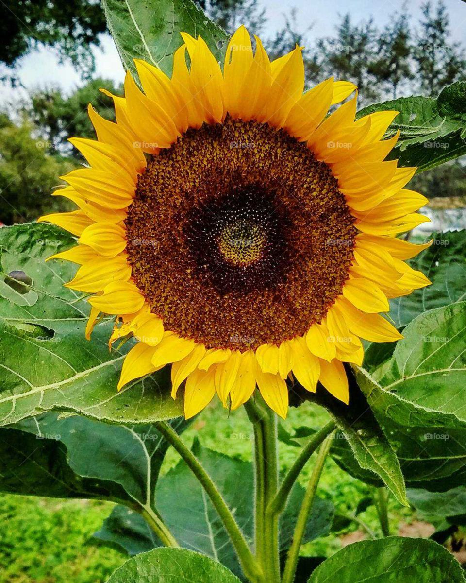 Sunflower