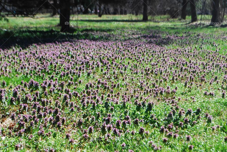 Lavender Fields