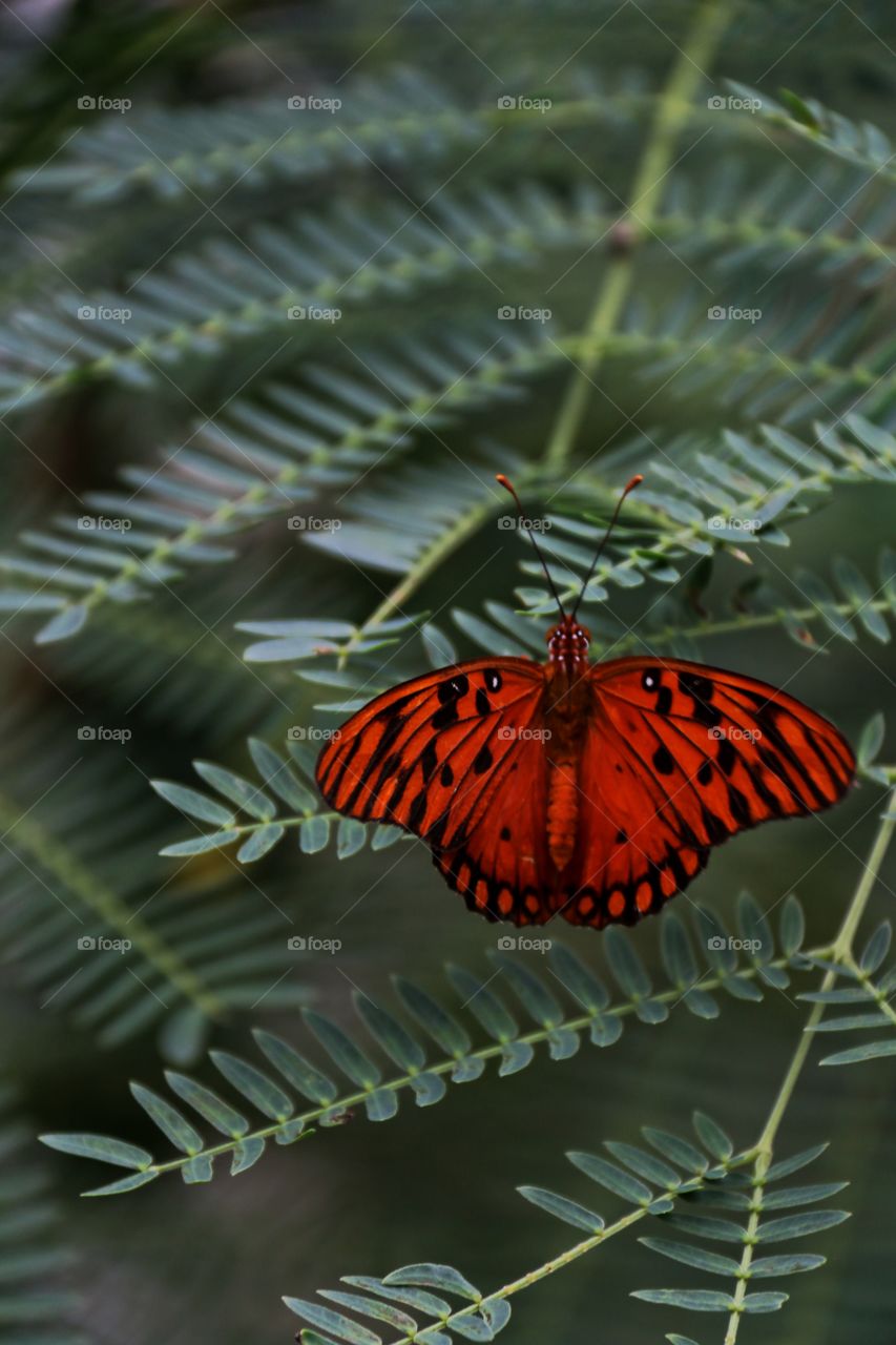 A red and black butterfly on a green tropical fern leaf macro close-up